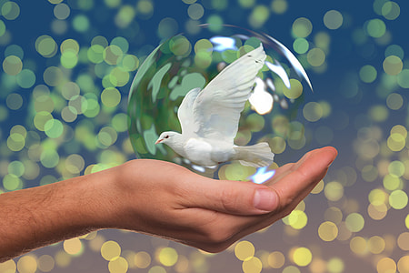 bokeh photography and selective focus photography of a human hand holding white Pigeon water globe thumbnail