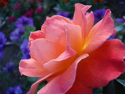 close up photography of pink petaled flower thumbnail