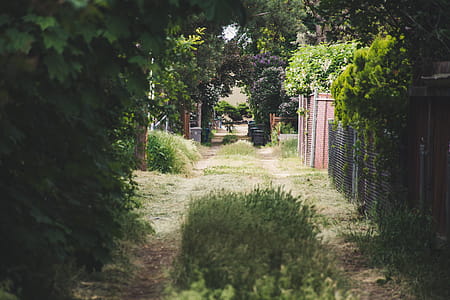 Green Grass Field Pathway thumbnail