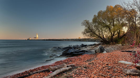 Green Tree Near the Beach Photo thumbnail