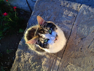 tortoiseshell cat looking up thumbnail