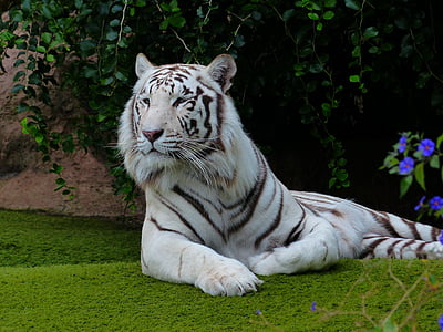 white and black albino tiger lying on ground thumbnail