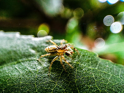 Macro Photography of Brown Jumping Spider on Green Leaf thumbnail