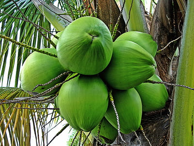 coconut thumbnail