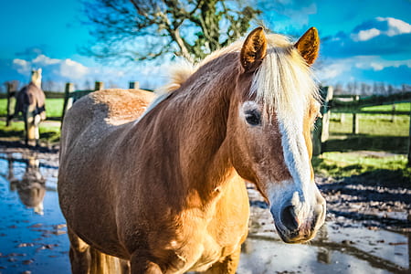 brown and white horse near tree and wooden fence during daytime thumbnail