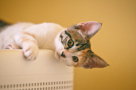 White and Brown Cat on White Surface thumbnail