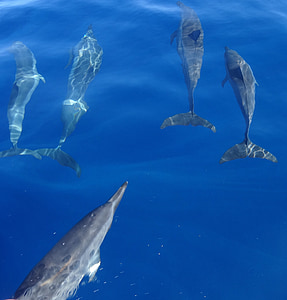 five dolphins in ocean thumbnail