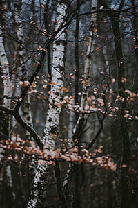 selective focus photography of pink flower tree thumbnail