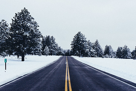 gray concrete pavements towards trees thumbnail
