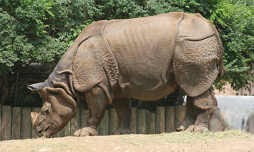 brown rhinoceros thumbnail