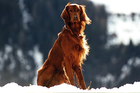 adult red Irish terrier thumbnail