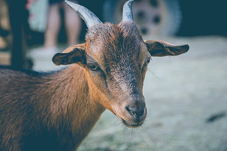 shallow focus photography of brown goat thumbnail
