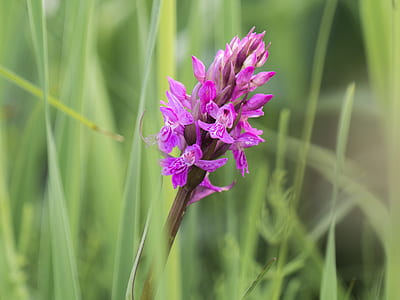 pink cluster flower in selective focus photography thumbnail