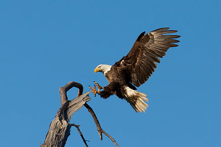 bald eagle about to perch on tree branch thumbnail
