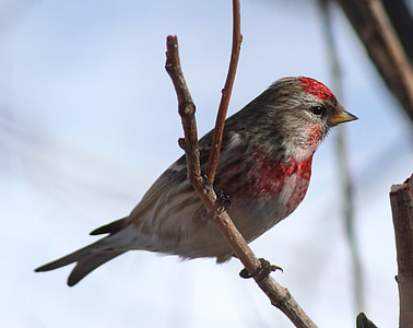 gray and red bird on tree brunch thumbnail