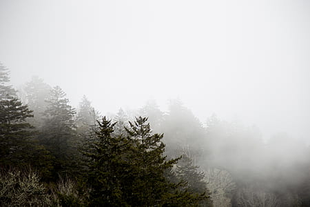 fog-covered trees thumbnail