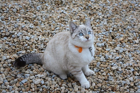 white and silver cat sitting on rocky ground thumbnail