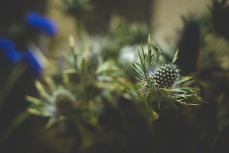 green-leafed plant closeup photography thumbnail