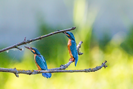 two blue and yellow bird perched on tree thumbnail