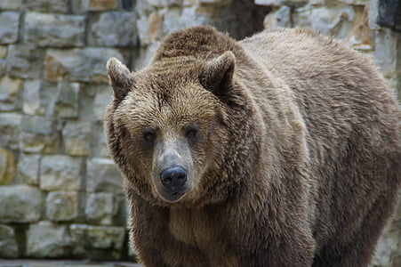 brown bear in bokeh photography thumbnail