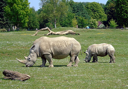 two gray rhinoceros eating grass on grass field during daytime thumbnail