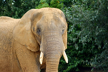 wildlife photography of brown elephant thumbnail