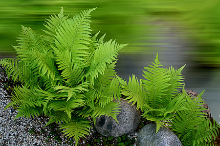 green fern plants near gray stones thumbnail