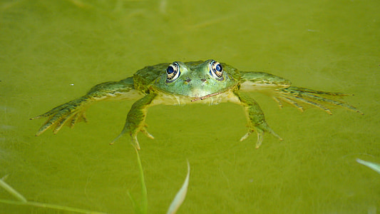 green frog thumbnail