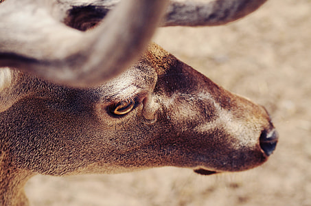 shallow focus of brown animal thumbnail