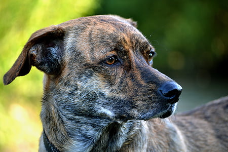 selective focus photography of brown brindle dog thumbnail