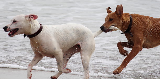 White Short Coat Dog thumbnail