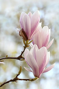 close-up photography pink petaled flowers thumbnail