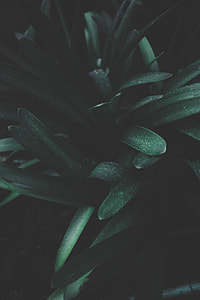 macro photography of green long leafed plant thumbnail