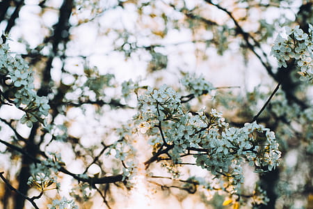 low angle photo white petaled flower thumbnail