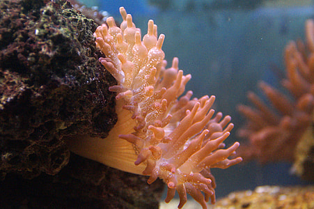 Sea Anemone in the Ocean thumbnail