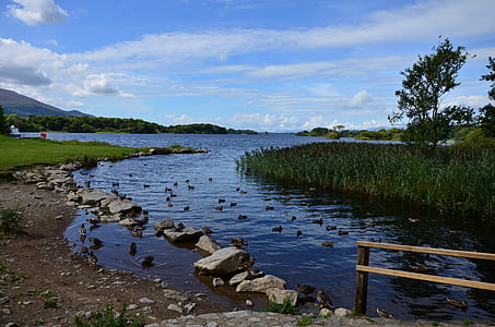 body of water near on the grass thumbnail
