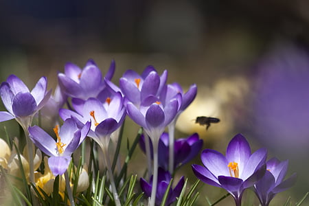 purple petal flower thumbnail