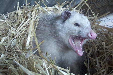 white rodent in brown nest thumbnail