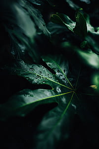 water dew on lobed leafed plant thumbnail