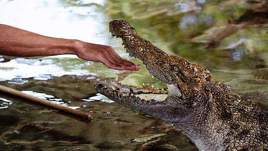 person's right hand between crocodile's mouth thumbnail