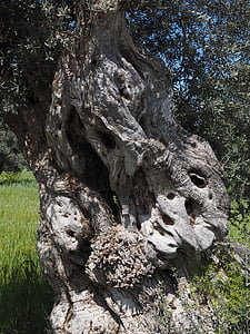 close-up photo of tree trunk at daytime thumbnail