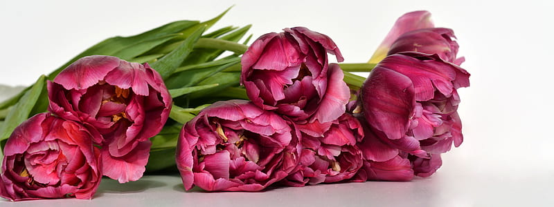 red petaled flowers thumbnail
