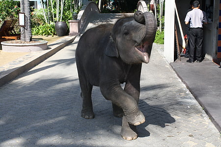 gray elephant during daytime thumbnail