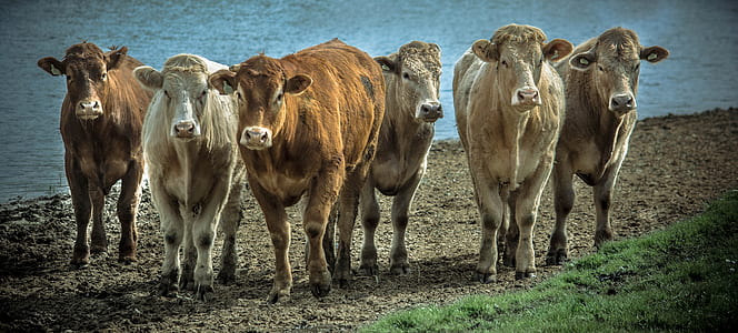 six brown and white cattle walking on field during daytime thumbnail