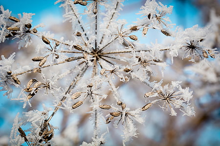 white snowflake thumbnail