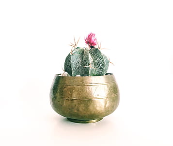 red potted barrel cactus flower thumbnail