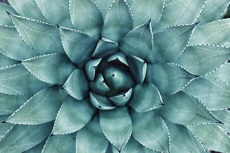 photo of green succulent plant thumbnail