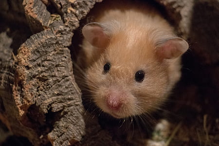 brown guinea pig thumbnail