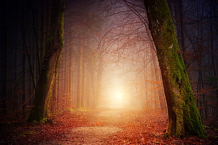 Forest Light, empty road surrounded by trees thumbnail