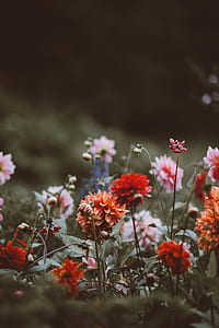 red and orange zinnia flowers blooming at daytime thumbnail